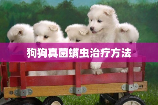 狗狗真菌螨蟲治療方法