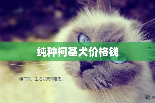 純種柯基犬價格錢