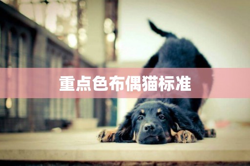 重點色布偶貓標準