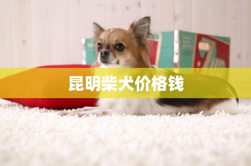 昆明柴犬價格錢