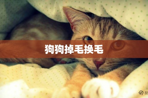 狗狗掉毛換毛