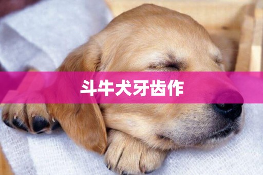 斗牛犬牙齒作
