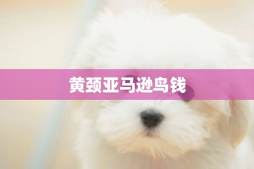 黃頸亞馬遜鳥錢