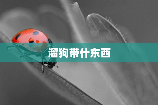 溜狗帶什東西