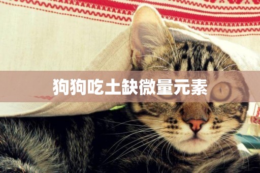 狗狗吃土缺微量元素