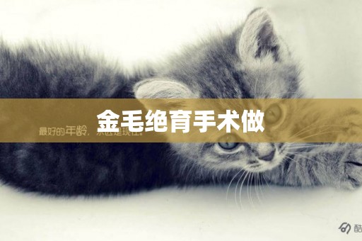金毛絕育手術做