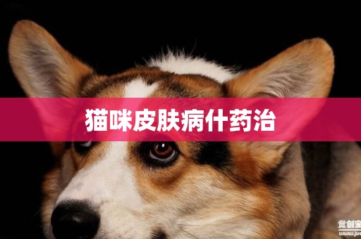 貓咪皮膚病什藥治