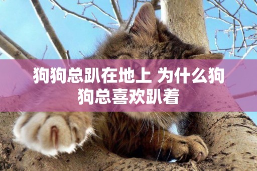狗狗總趴在地上 為什么狗狗總喜歡趴著