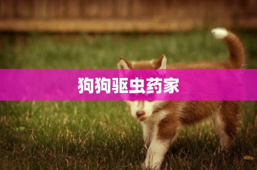 狗狗驅蟲藥家