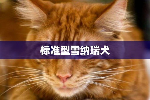 標準型雪納瑞犬