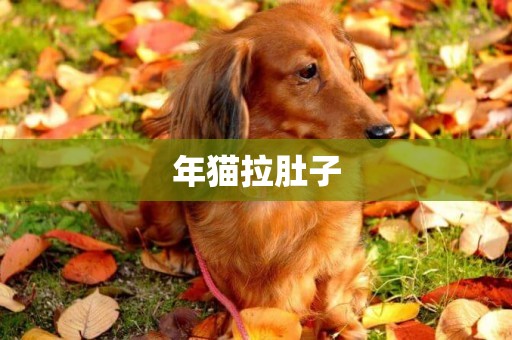 年貓拉肚子