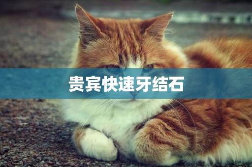 貴賓快速牙結石