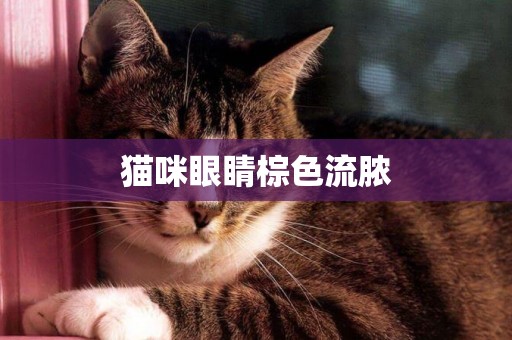 貓咪眼睛棕色流膿
