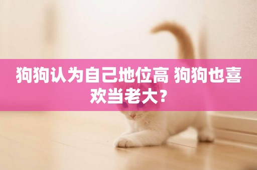 狗狗認為自己地位高 狗狗也喜歡當老大？