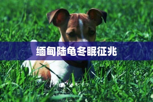 緬甸陸龜冬眠征兆