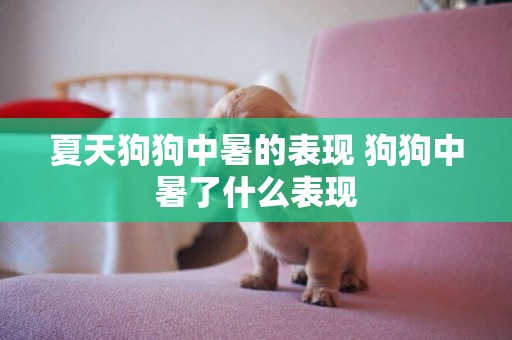 夏天狗狗中暑的表現 狗狗中暑了什么表現