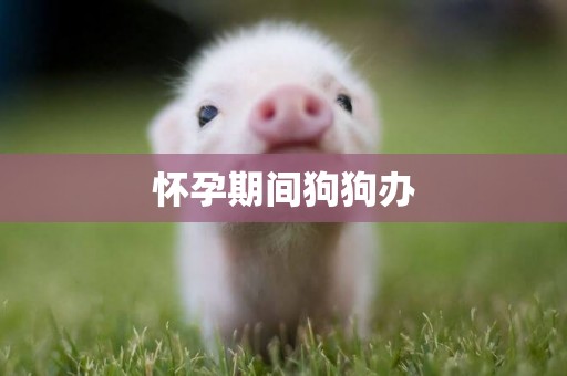 懷孕期間狗狗辦