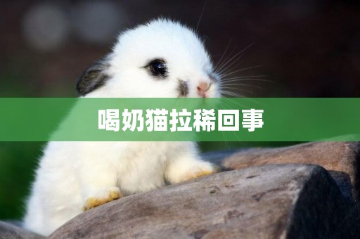 喝奶貓拉稀回事