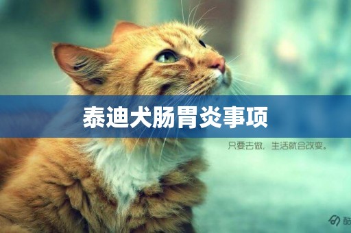 泰迪犬腸胃炎事項