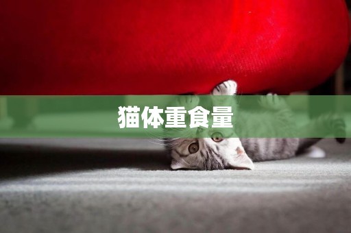 貓體重食量