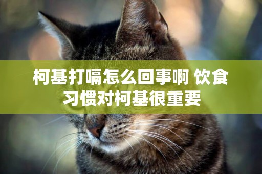柯基打嗝怎么回事啊 飲食習慣對柯基很重要