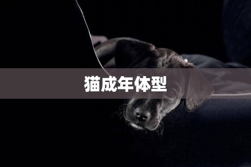 貓成年體型