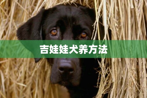 吉娃娃犬養方法