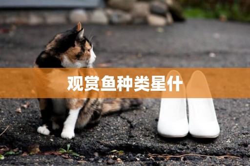 觀賞魚種類星什