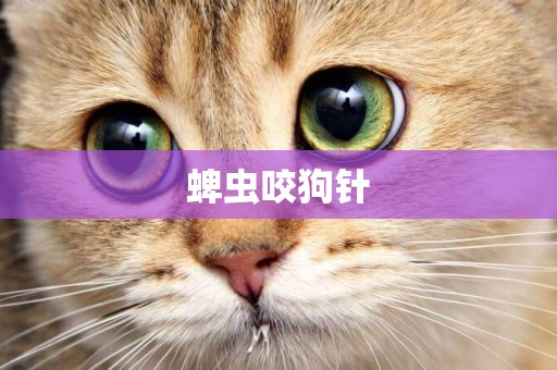 蜱蟲咬狗針