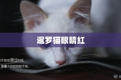 暹羅貓眼睛紅