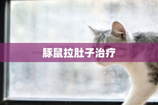 豚鼠拉肚子治療