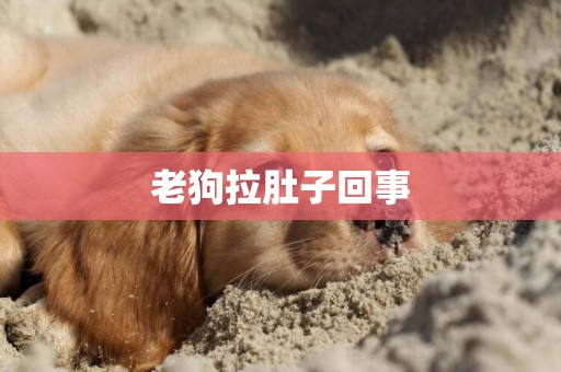 老狗拉肚子回事