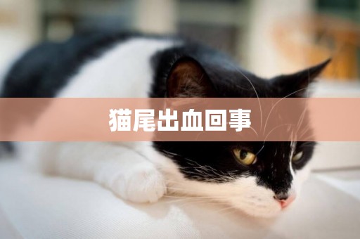 貓尾出血回事