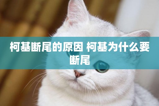 柯基斷尾的原因 柯基為什么要斷尾