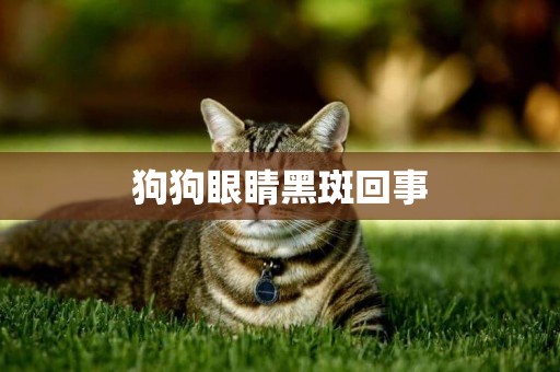 狗狗眼睛黑斑回事