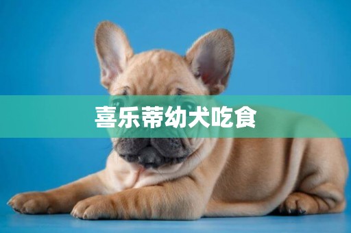 喜樂蒂幼犬吃食
