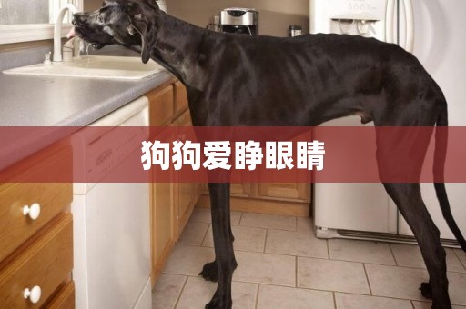 狗狗愛睜眼睛