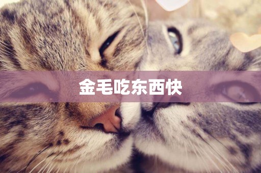 金毛吃東西快