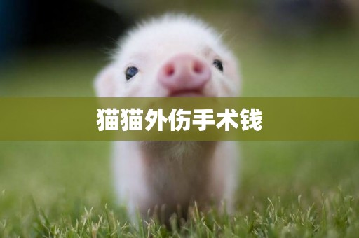 貓貓外傷手術錢