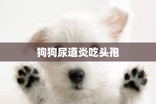 狗狗尿道炎吃頭孢