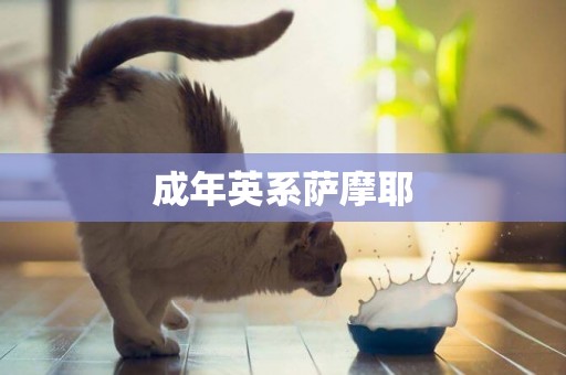 成年英系薩摩耶