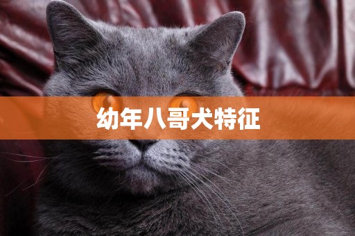 幼年八哥犬特征