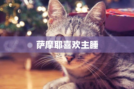 薩摩耶喜歡主睡