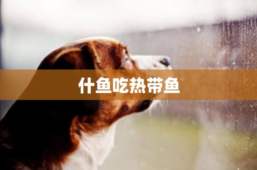 什魚吃熱帶魚