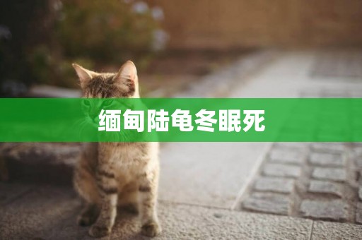 緬甸陸龜冬眠死