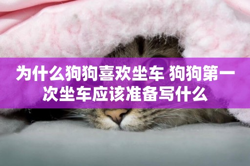 為什么狗狗喜歡坐車 狗狗第一次坐車應該準備寫什么