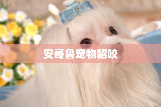 安哥魯寵物貂咬