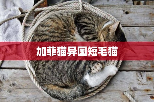 加菲貓異國短毛貓