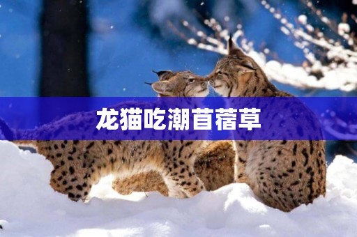 龍貓吃潮苜蓿草