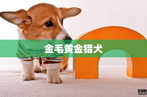 金毛黃金獵犬